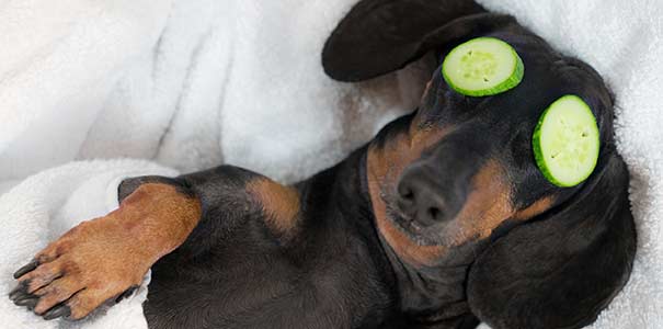image of dog getting pampered